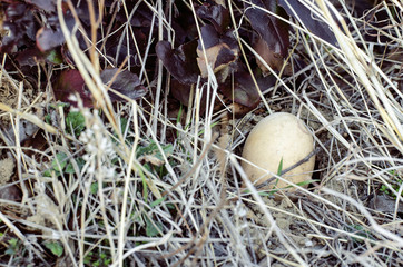Wild Bird Nest On Ground