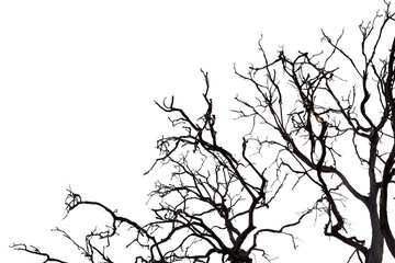 Obraz premium Dead branches , Silhouette dead tree or dry tree on white background with clipping path.