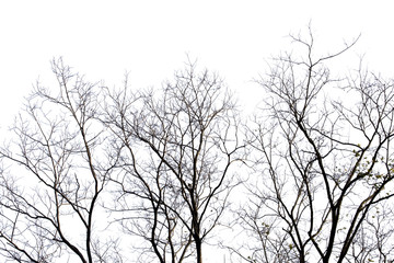 Dead branches , Silhouette dead tree or dry tree on white background with clipping path.