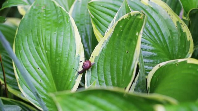 Small garden snail climbing on a leaf