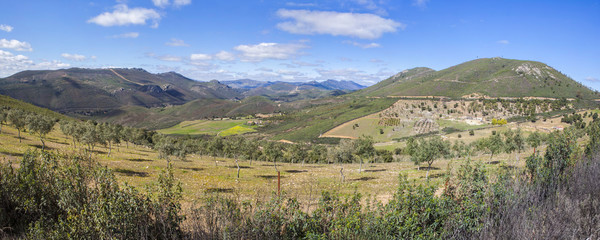 Fototapeta na wymiar Olive trees sustainable farming at Villuercas geopark, Caceres, Spain