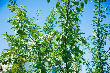 Plum tree in the garden