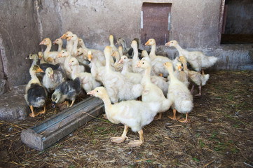 White ducks on a farm