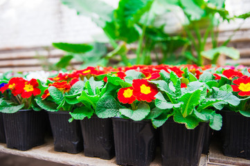 Rows of colorful primulas in a greenhouse