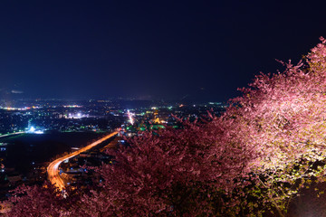 神奈川　松田山　河津桜と足柄平野の夜景