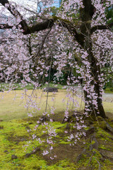 東京　小石川後楽園　シダレザクラ