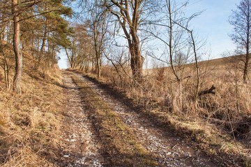 Rural route from the forest. Edge of the forest. Uphill. Spring in the forest.