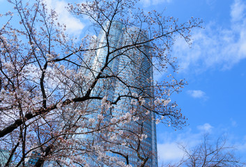 東京　六本木ヒルズと桜
