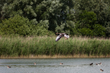 Wildgänse an der Müritz © Jrg