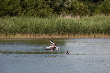 Wildgänse an der Müritz © Jrg