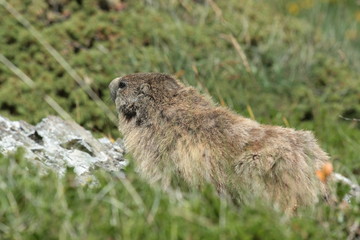 Naklejka na ściany i meble Marmotte dans les Pyrénées