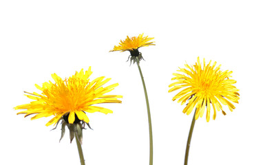 Dandelion flower isolated on white background