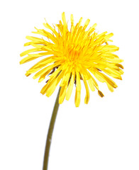 Obraz premium Dandelion flower isolated on white background