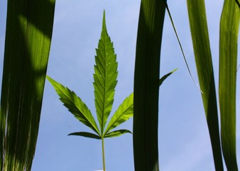 Marijuana leaf in sunny day with sky background and some another plants in the foreground