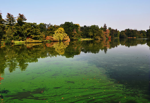 An european pond covered a lot of cyanobacteria,green biofilm grows on the water