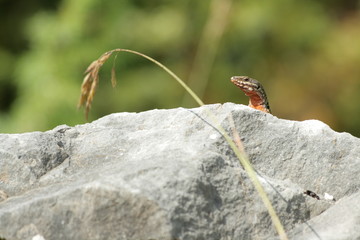 Lézard des murailles sur une roche