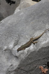 Lézard des murailles sur une roche