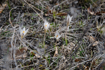 flowers in a forest glade