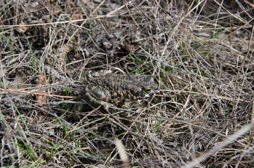 frog in the grass