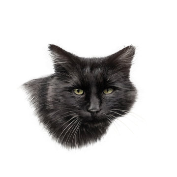 Black Cat Face isolated on the white background. Realistic drawing of a cat with green eyes. Good for print T-shirt. Animal collection. Hand painted illustration. Art background, cover for pet shop.