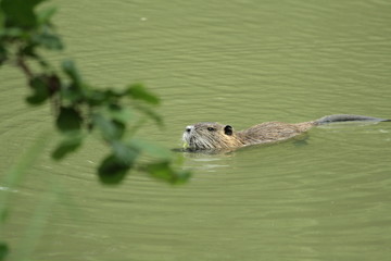 Ragondin, Myocastor coypus