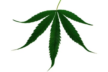 Natural marijuana hemp leaf isolated on white background