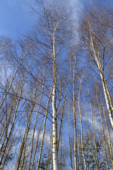 drzewa brzozy wczesną wiosną  © robert6666