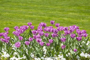 Filed of Colorful tulips with green leaves