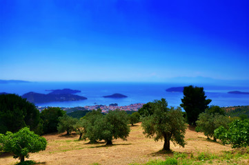 Fototapeta na wymiar Olive trees view with seaside and ocean and sky on horizont, Skiathos landscape, Greece