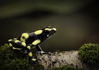 Tropical poison dart frog in Amazon rain forest Colombia. Dendrobates auratus a macro of a poisonous amphibian in the rainforest.