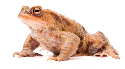 Common toad crawling over white background.