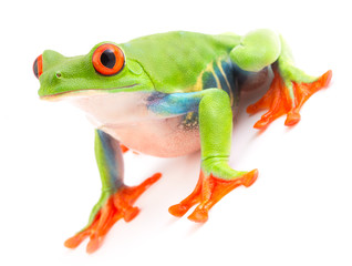Red eyed monkey tree frog an animal with vibrant eyes. Agalychnis callydrias lives in the rain forest of Costa Rica and Panama. Amphibian isolated on white background. .