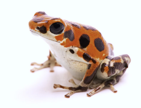 Poison dart frog from Red Frog Beach, Bocas del Toro, Panama. Tropical poisonous rain forest animal, Oophaga pumilio isolated on a white background.