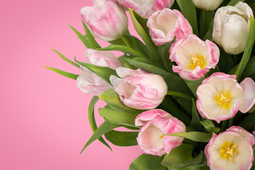 Tender pink tulips with copy space