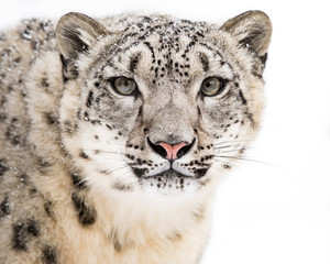 Snow Leopard in Snow V