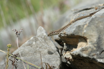 Lézard des murailles sur une roche