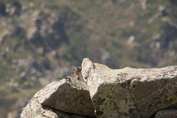 Marmotte dans les Pyrénées