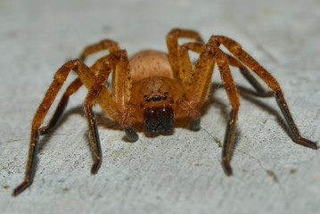 spider