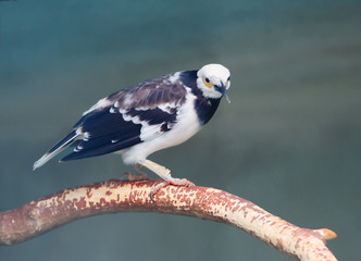 Черношейный скворец 