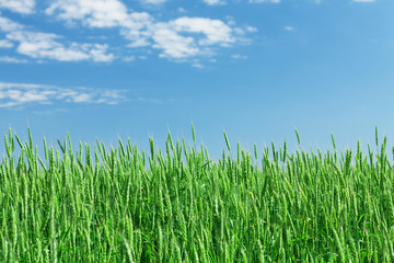 Green wheat field blue sky