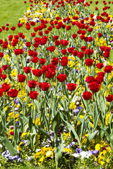 Filed of Colorful tulips with green leaves