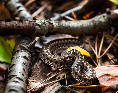 European adder Vipera berus pattern. Italian meadow viper Vipera ursinii ursinii Viper snake with gray coloring on the leaves in the forest. Macro photo