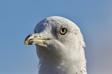 Amazing image of a cute beautiful gull and a sky