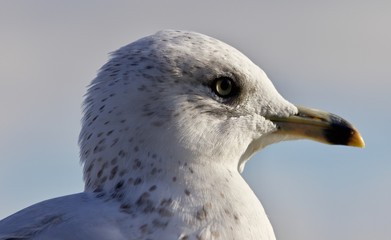 Beautiful isolated image with a cute gull