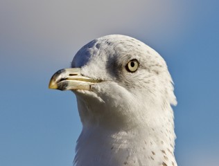 Amazing photo of a cute beautiful gull