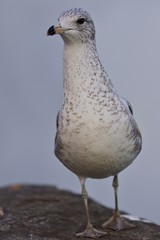 Beautiful image of a gull standing on a rock