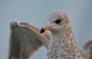 Beautiful photo of a cute gull with the wings opened