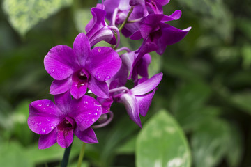 Closeup of Orchids flowers and green leaves background in garden