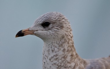 Isolated picture of a cute beautiful gull