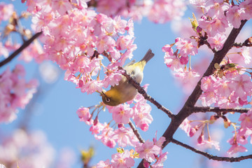 桜の花とメジロ